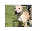 Adopt ZAMBO (19D-0751) a Labrador Retriever, Pit Bull Terrier