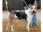 Adopt FRANK (21D-0966) a Australian Shepherd, Pit Bull Terrier