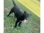 Adopt SPIKE (21D-0784) a Labrador Retriever, Cattle Dog