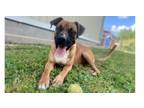 Adopt WENDALL D (23D-0059) a Labrador Retriever, Boxer