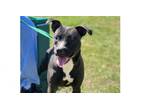 Adopt EGIE (23D-0034) a Pit Bull Terrier