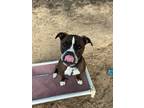 Adopt Dozer a Pit Bull Terrier