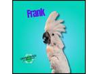 Adopt Frank a Cockatoo