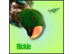 Adopt Rickie a Eclectus