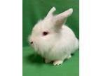 Adopt Jonah a Lionhead