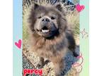 Adopt Percy a Chow Chow