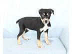 Adopt Cider a Mixed Breed, Terrier