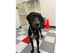 Adopt Blake/survivor a German Shorthaired Pointer