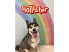 Adopt Hollister/survivor a Husky, Shepherd