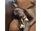 Adopt Rhyno a Labrador Retriever