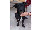 Adopt Jonny a Dachshund, Black Labrador Retriever