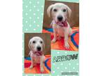 Adopt Arrow a Labrador Retriever, Husky
