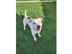 Adopt Colt a Pit Bull Terrier, Dogo Argentino