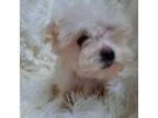 Maltese Puppy for sale in Stockbridge, GA, USA