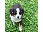 Australian Shepherd Puppy for sale in Springfield, MO, USA