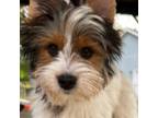 Yorkshire Terrier Puppy for sale in Mchenry, IL, USA