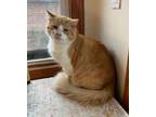 Adopt Rusty a American Bobtail