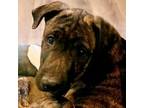 Adopt Lip a American Staffordshire Terrier, Australian Cattle Dog / Blue Heeler