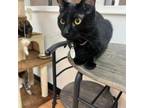 Adopt Mickey a Domestic Short Hair