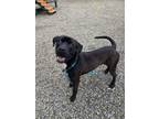 Adopt DEWAYNE JOHNSON a Labrador Retriever, Mixed Breed