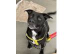 Adopt TOBY a Labrador Retriever, Mixed Breed