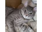 Adopt Stew 7997 a Domestic Short Hair