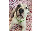 Adopt Bello a Pit Bull Terrier