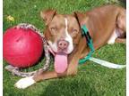 Adopt Viktor A157820 a Staffordshire Bull Terrier