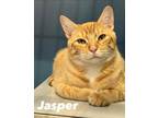 Adopt Jasper a Domestic Short Hair