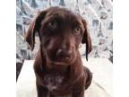 Adopt Wilfred a Chocolate Labrador Retriever