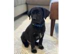 Adopt Hunter a Labrador Retriever