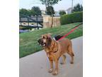 Adopt Boone a Bloodhound, Mixed Breed