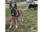 Adopt Presidente a German Shepherd Dog, Belgian Shepherd / Malinois