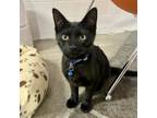 Adopt Slim Shady a Domestic Short Hair