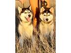 Adopt Nikki & Sixx a Husky