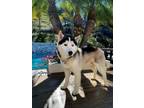 Adopt Talon a Siberian Husky