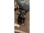 Adopt Blueberry a Cairn Terrier