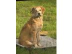 Adopt Corbin/Niko a Golden Retriever, Mixed Breed