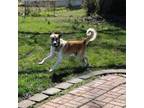 Adopt Jeff a Anatolian Shepherd