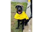 Adopt Vader a Mastiff, Labrador Retriever