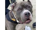 Adopt Levi a Pit Bull Terrier