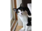 Adopt Rayne a Domestic Medium Hair