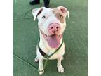 Adopt Harold Lee* a Pit Bull Terrier, Mixed Breed