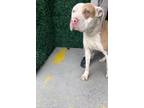 Adopt 55282496 a Pit Bull Terrier, Mixed Breed