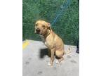 Adopt CLETUS a Pit Bull Terrier, Mixed Breed