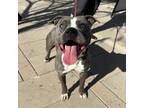 Adopt Tank* a Pit Bull Terrier, Mixed Breed