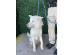 Adopt Marshmallow* a Siberian Husky, Mixed Breed