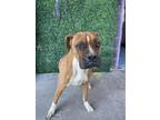 Adopt 55370912 a Boxer, Mixed Breed