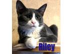 Adopt RILEY a American Shorthair