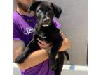 Adopt Greer a Black Labrador Retriever, Mixed Breed